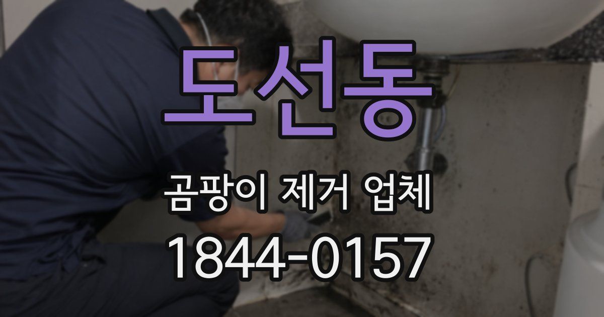 도선동 곰팡이 제거 업체