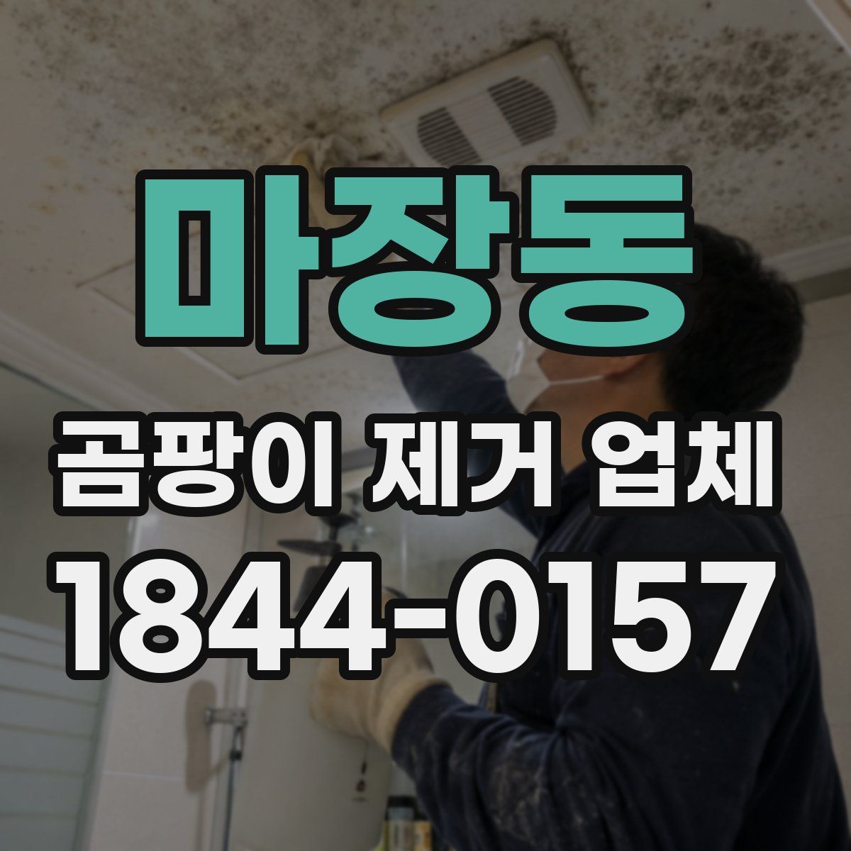 마장동 곰팡이 제거 업체