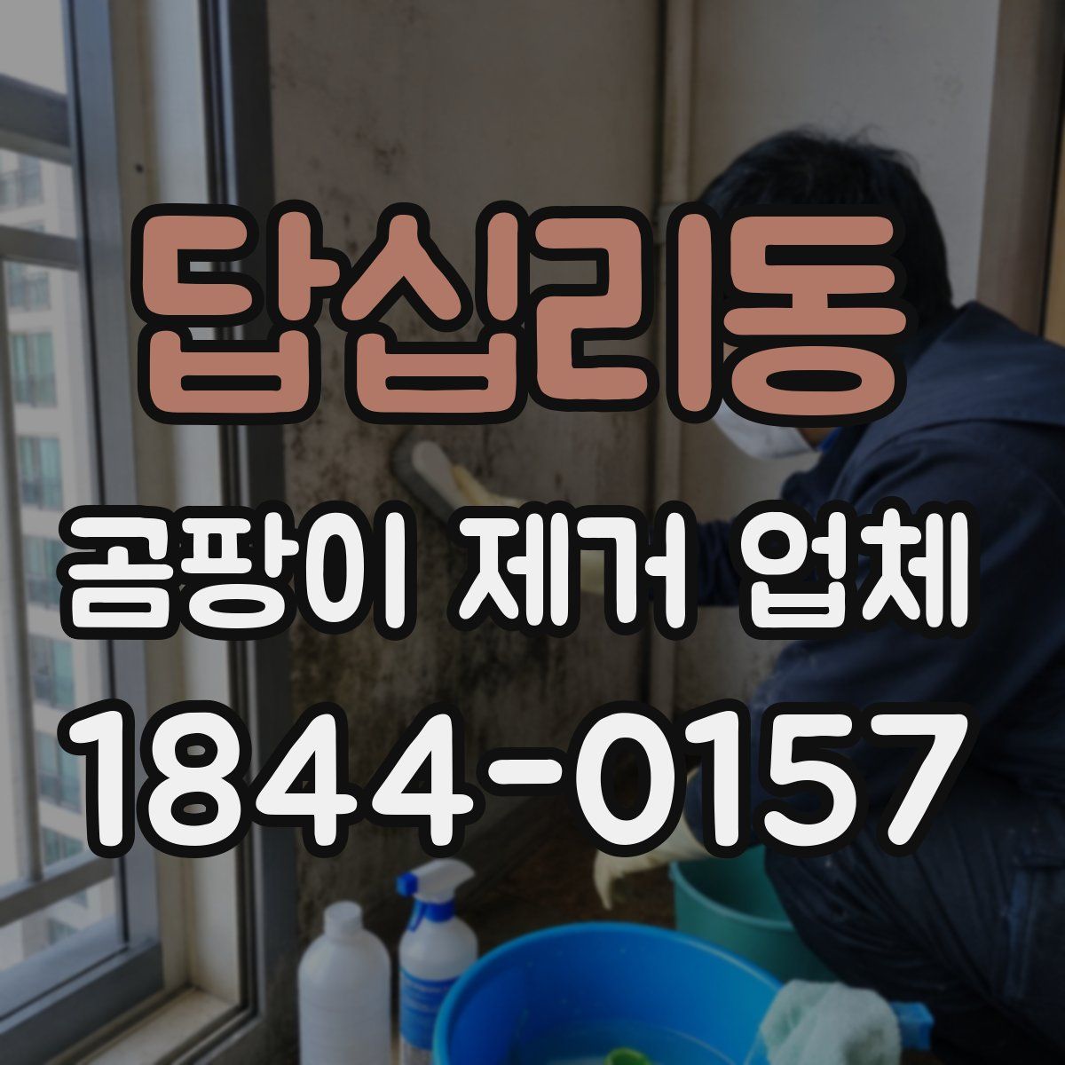 답십리동 곰팡이 제거 업체