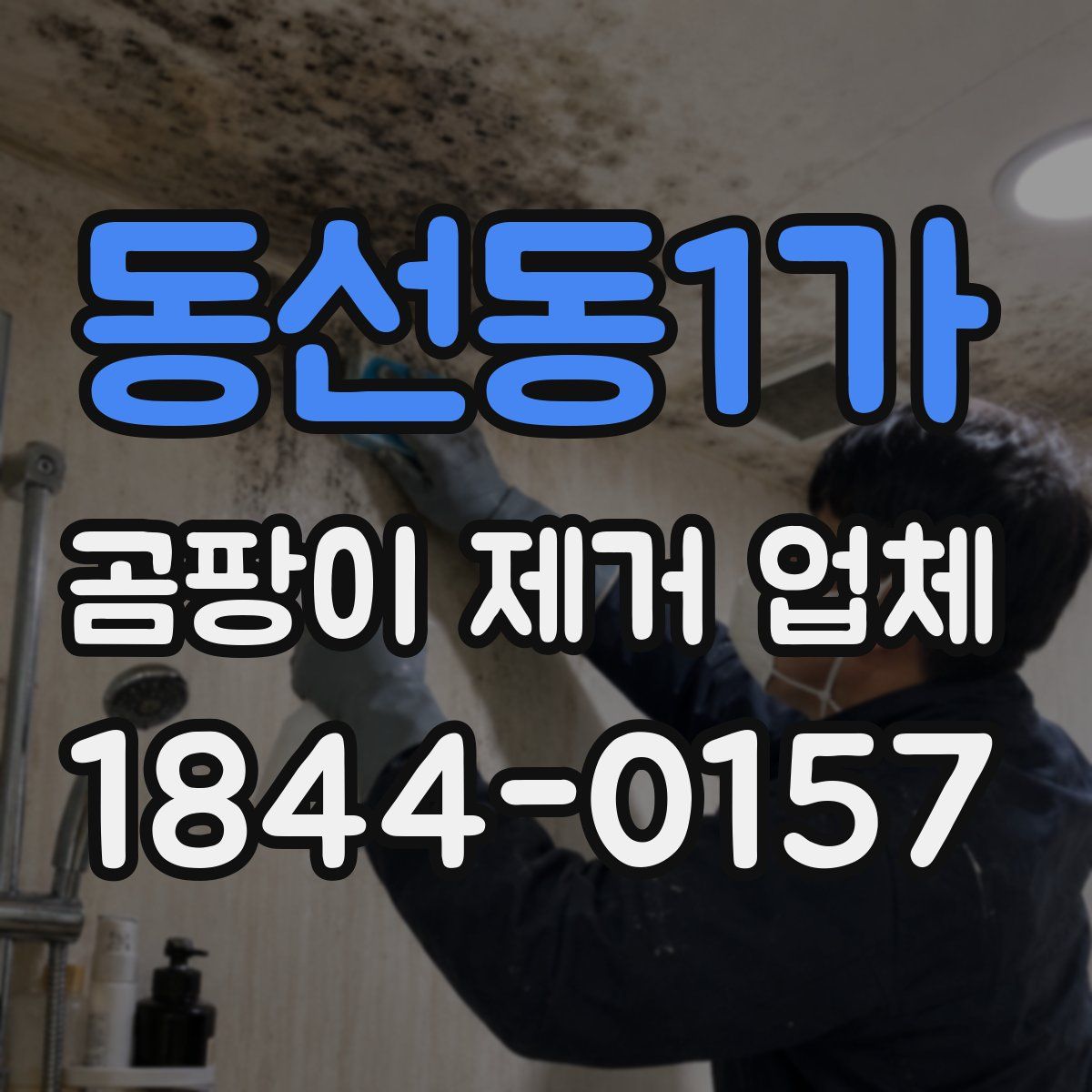 동선동1가 곰팡이 제거 업체