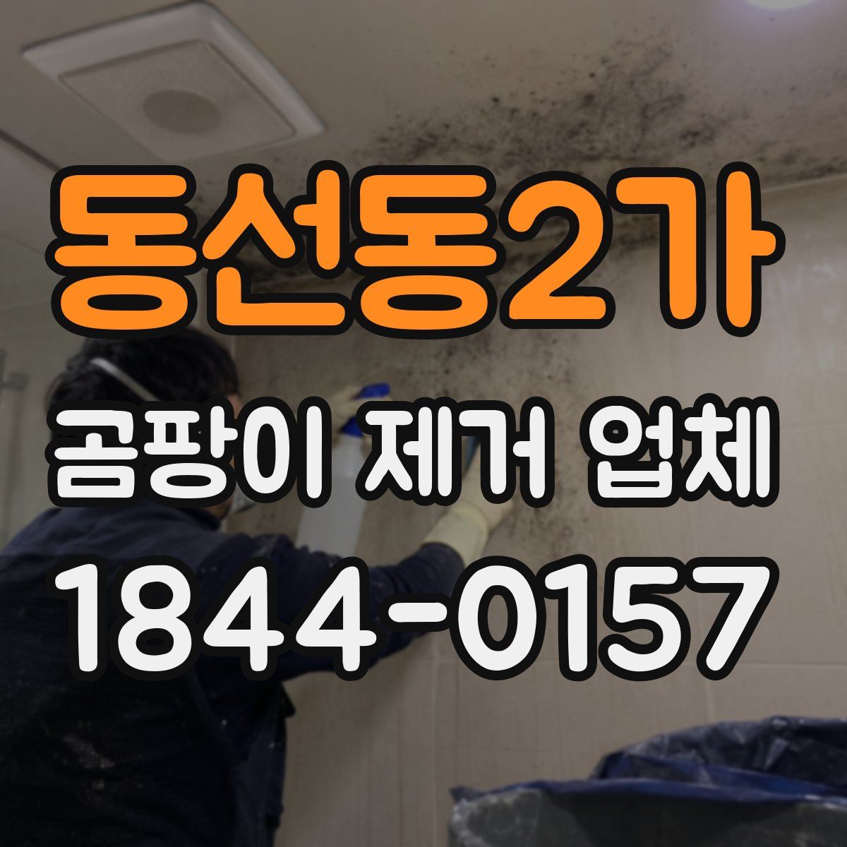 동선동2가 곰팡이 제거 업체