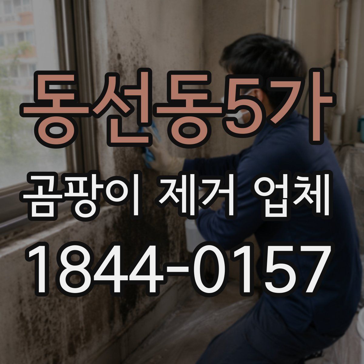 동선동5가 곰팡이 제거 업체