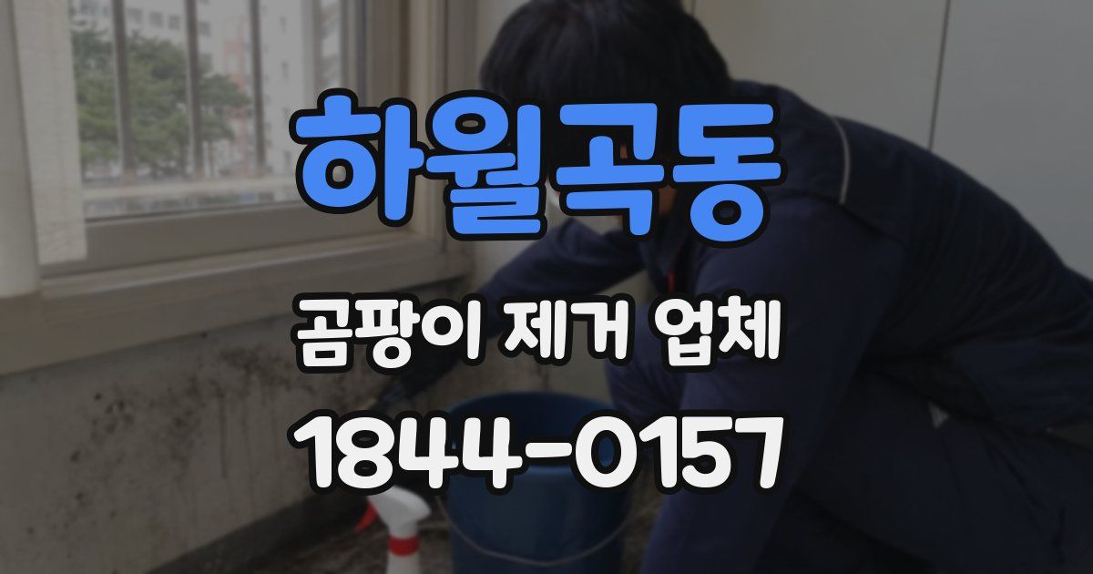 하월곡동 곰팡이 제거 업체