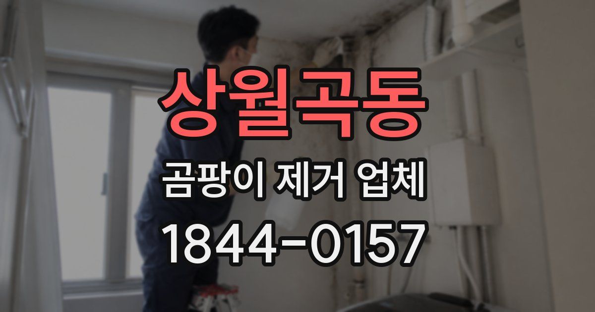 상월곡동 곰팡이 제거 업체