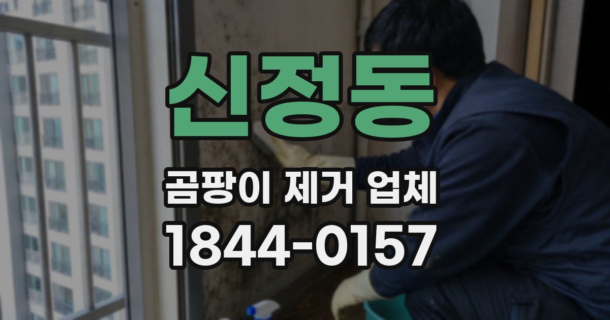 신정동 곰팡이 제거 업체