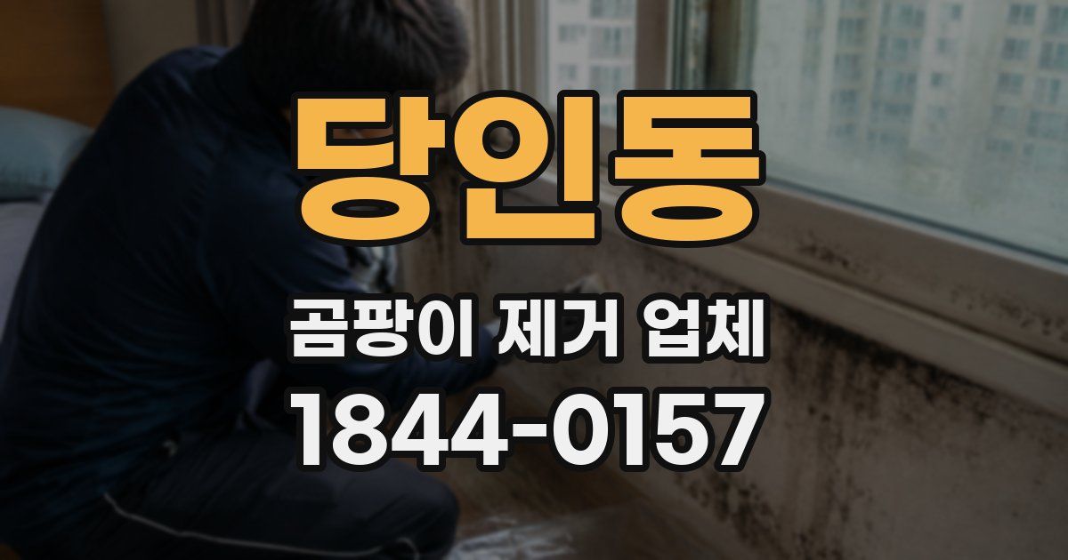 당인동 곰팡이 제거 업체