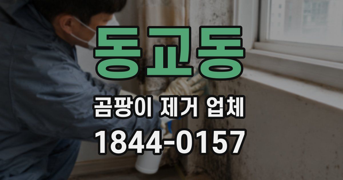 동교동 곰팡이 제거 업체