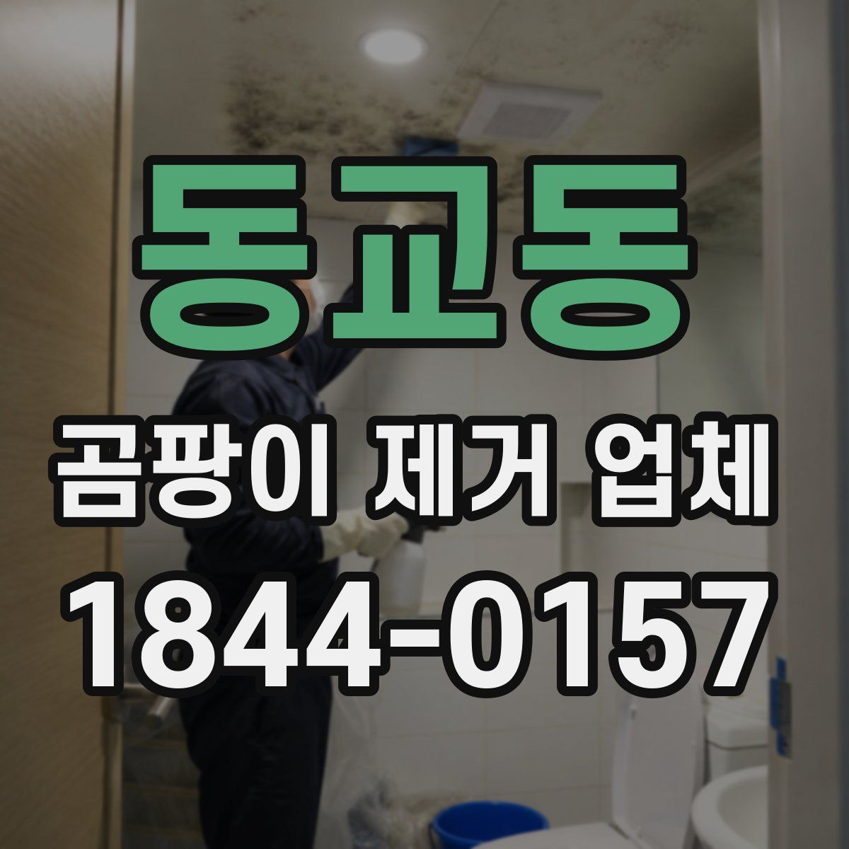 동교동 곰팡이 제거 업체