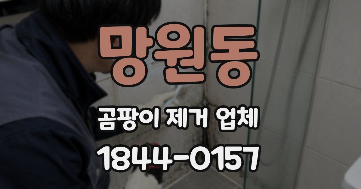 망원동 곰팡이 제거 업체