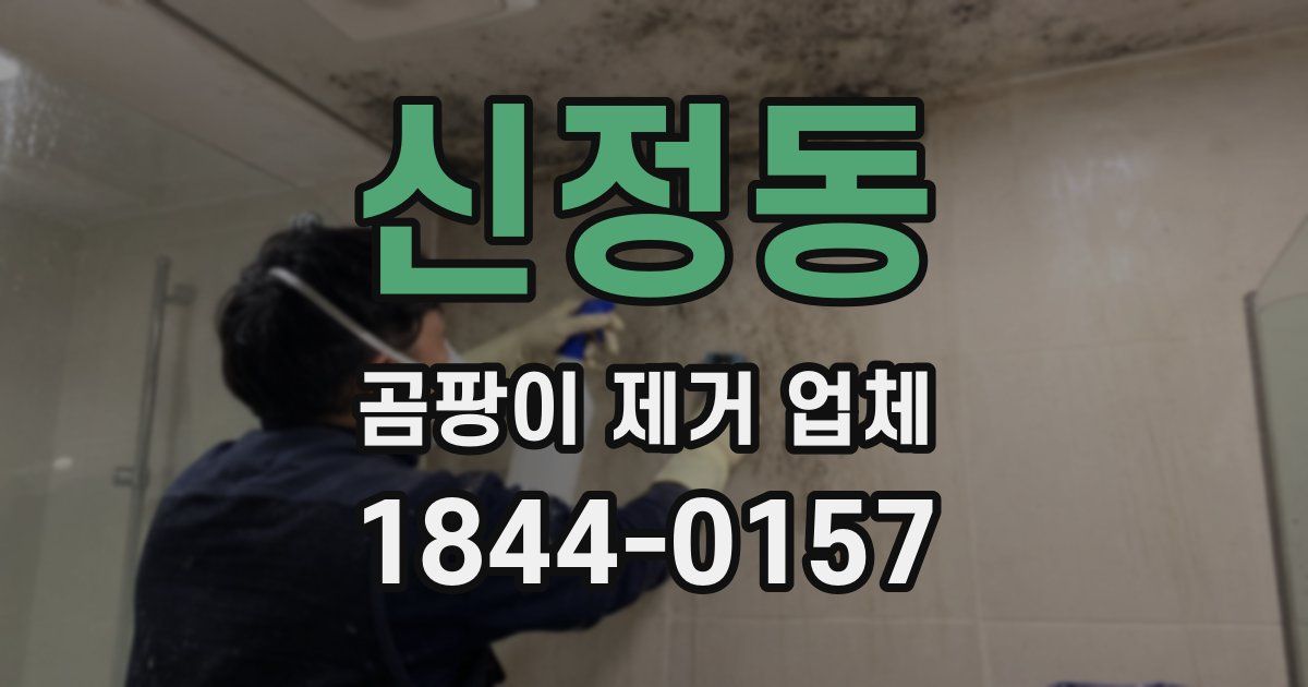 신정동 곰팡이 제거 업체