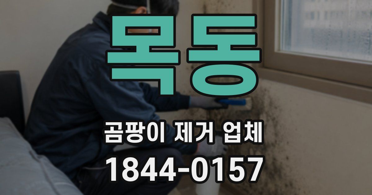 목동 곰팡이 제거 업체