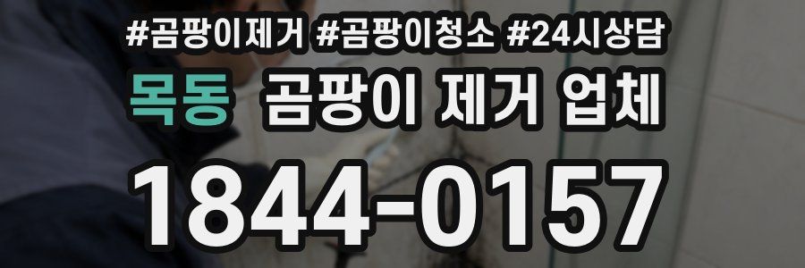 목동 곰팡이 제거 업체