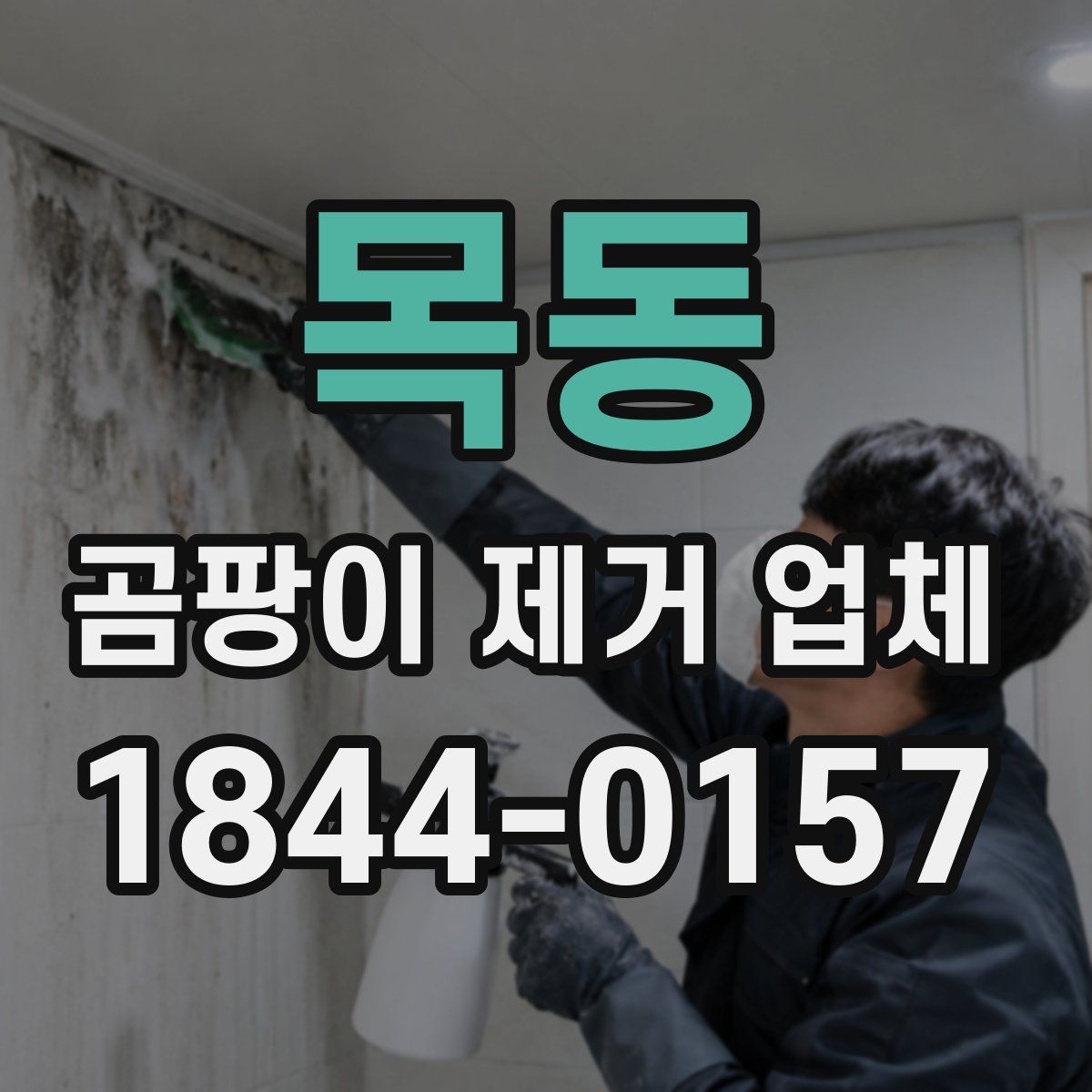 목동 곰팡이 제거 업체