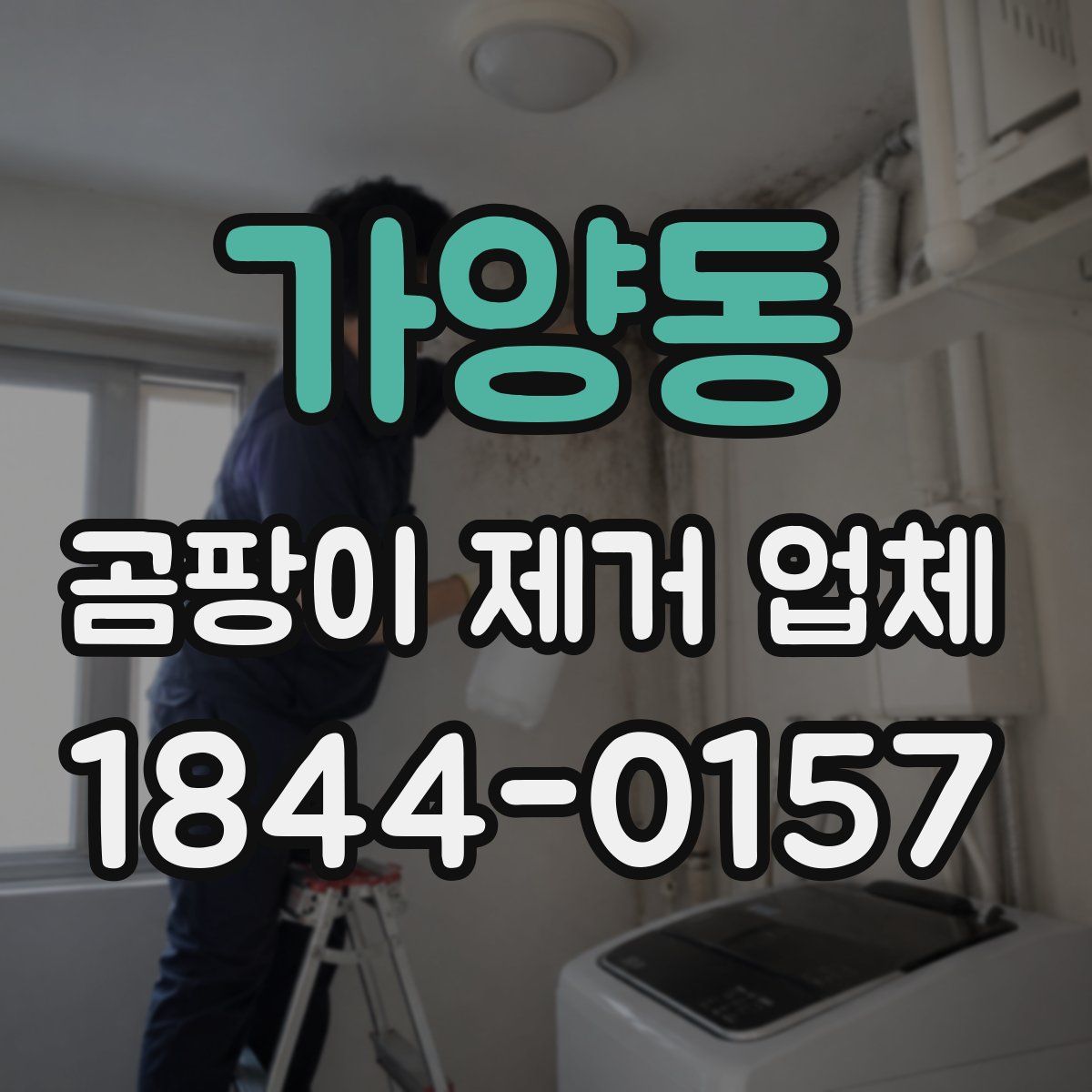 가양동 곰팡이 제거 업체