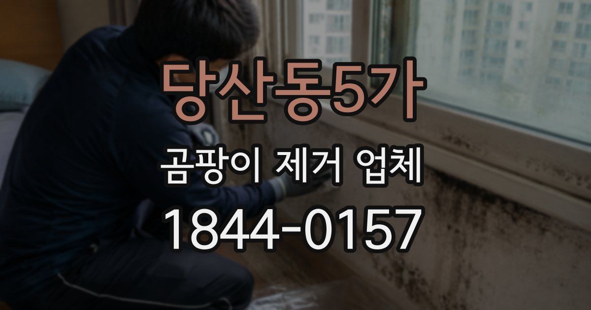 당산동5가 곰팡이 제거 업체