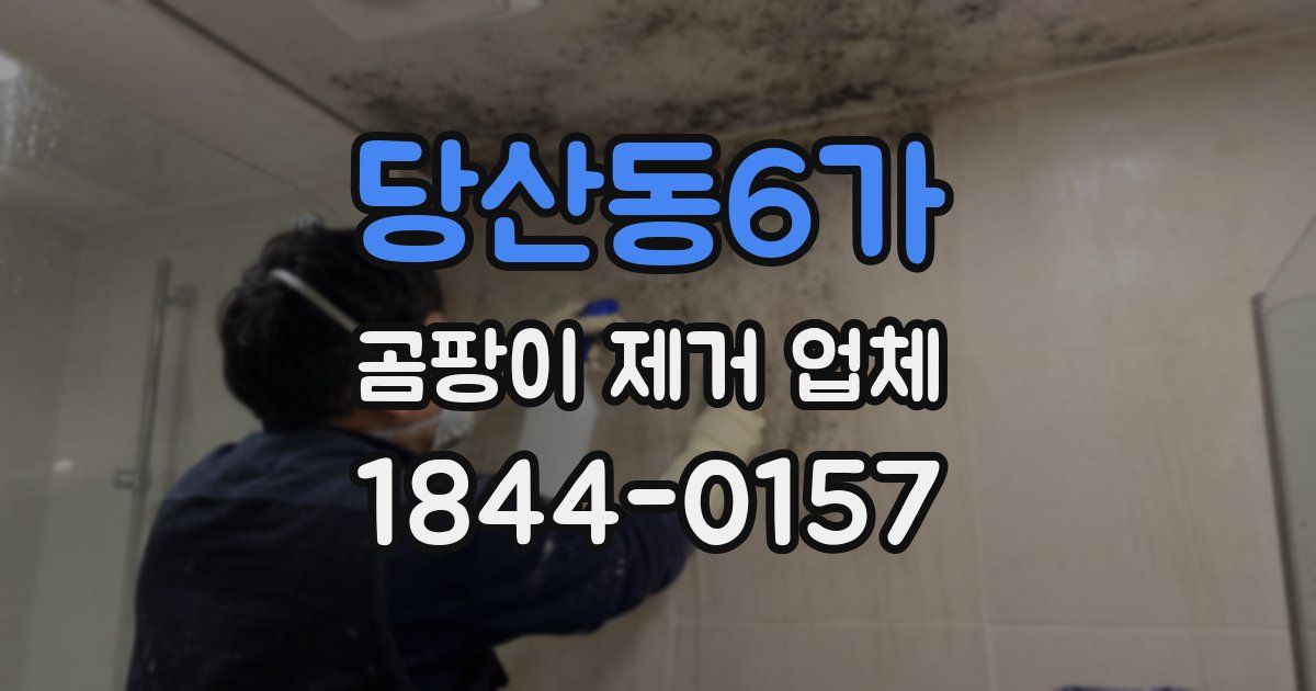 당산동6가 곰팡이 제거 업체
