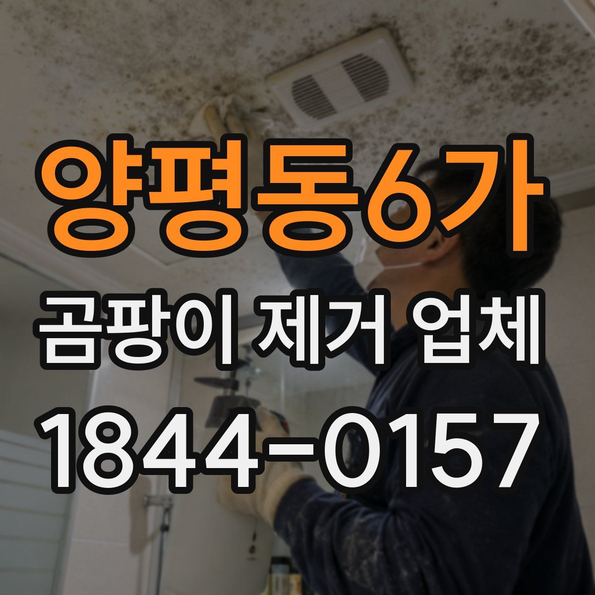 양평동6가 곰팡이 제거 업체