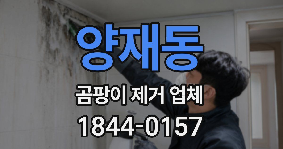 양재동 곰팡이 제거 업체
