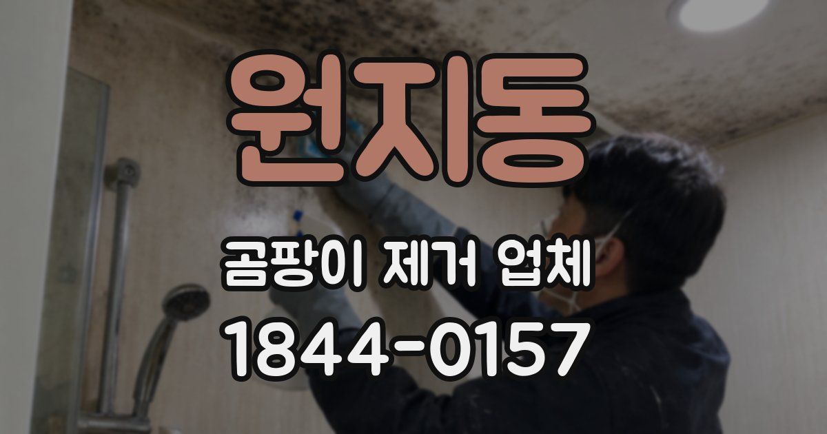 원지동 곰팡이 제거 업체
