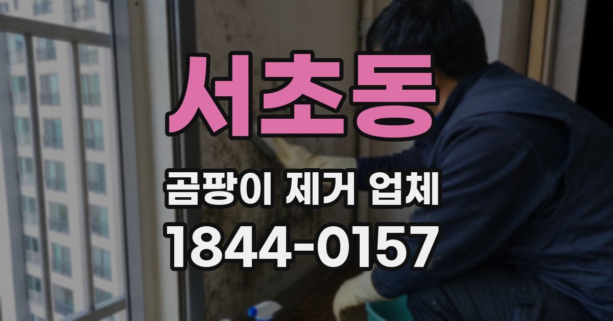 서초동 곰팡이 제거 업체