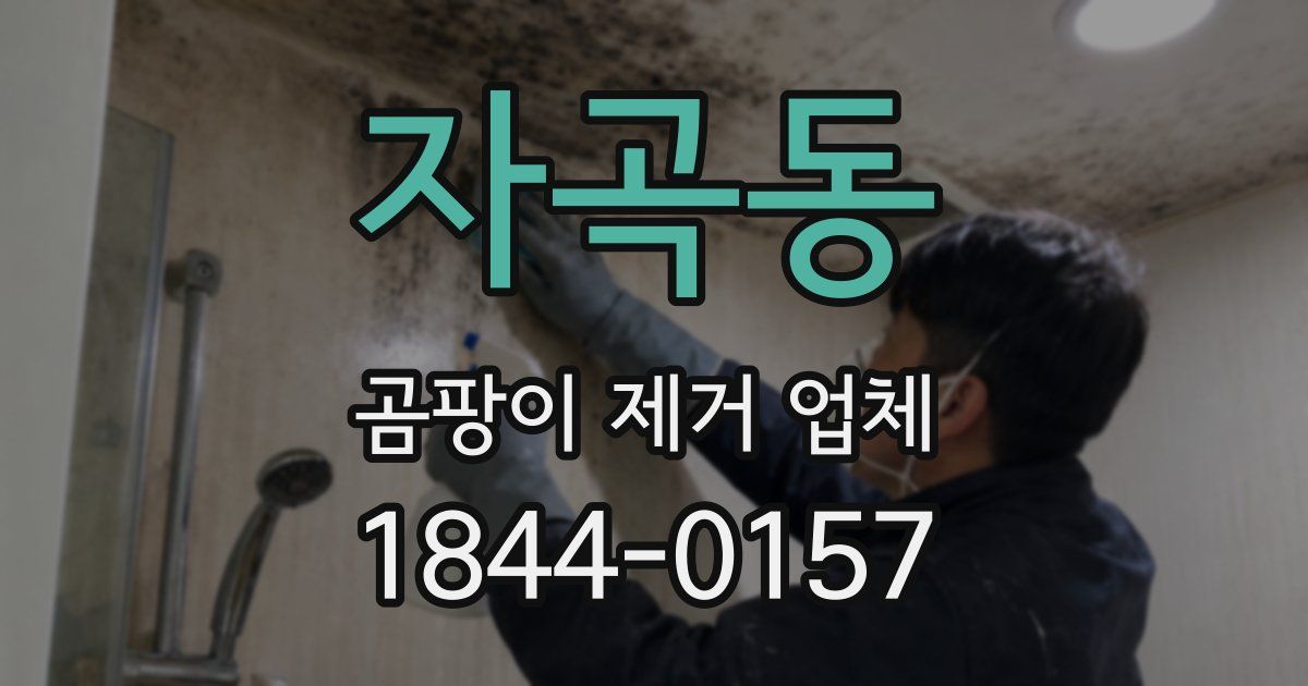자곡동 곰팡이 제거 업체