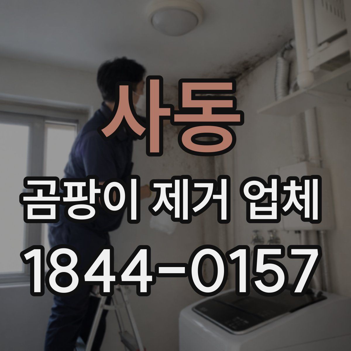 사동 곰팡이 제거 업체