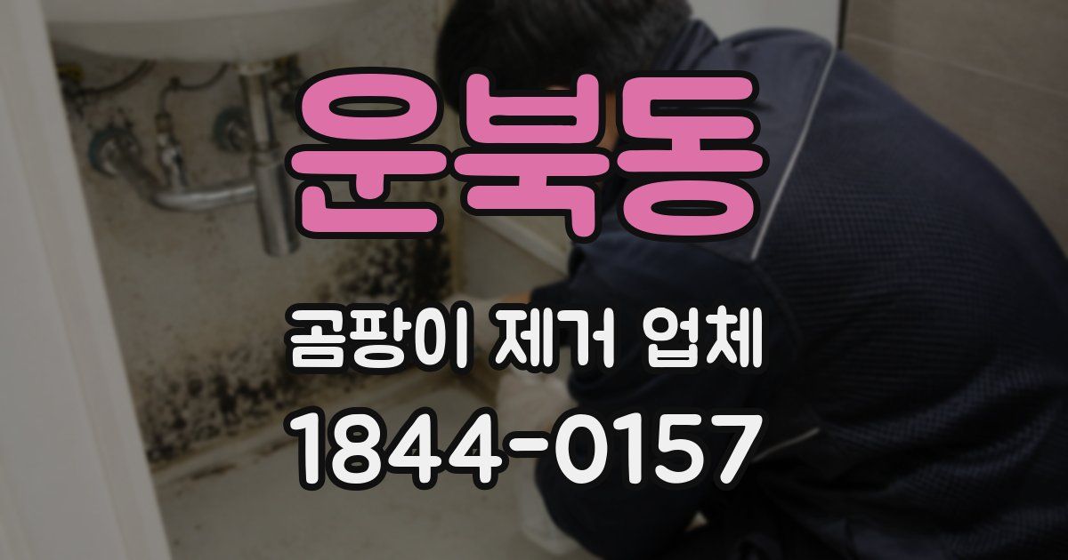 운북동 곰팡이 제거 업체