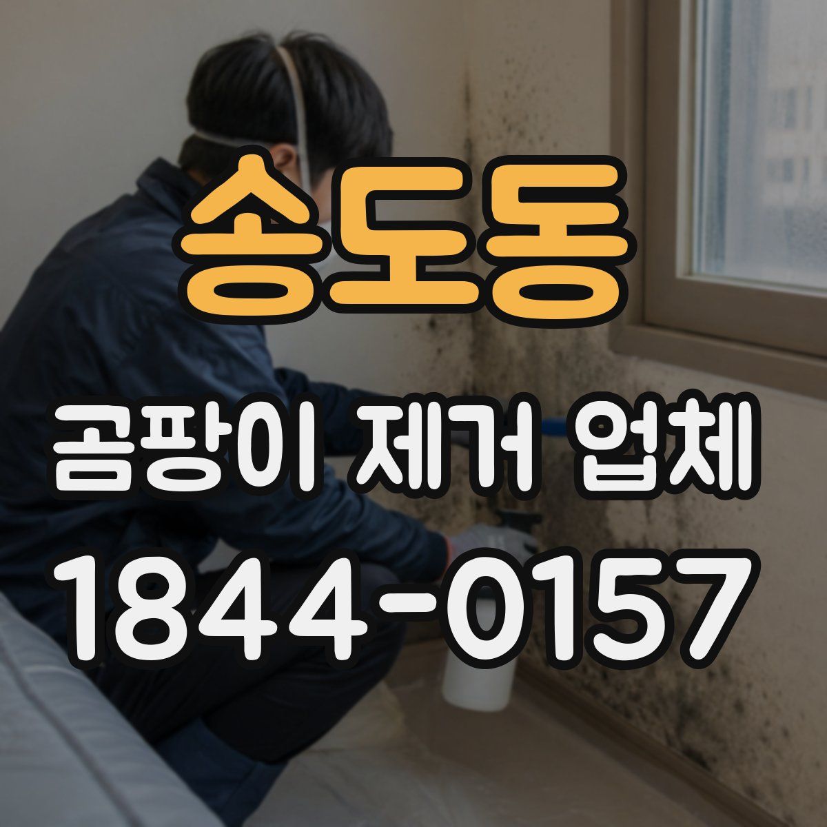송도동 곰팡이 제거 업체