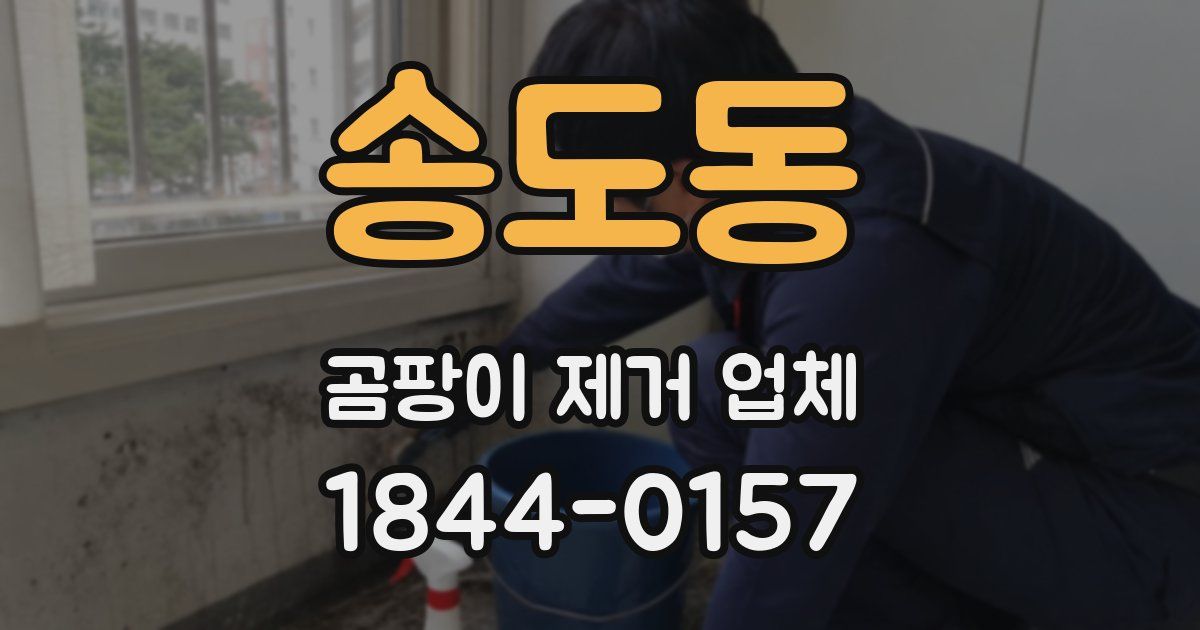송도동 곰팡이 제거 업체