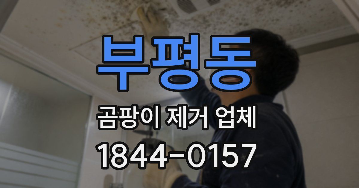 부평동 곰팡이 제거 업체