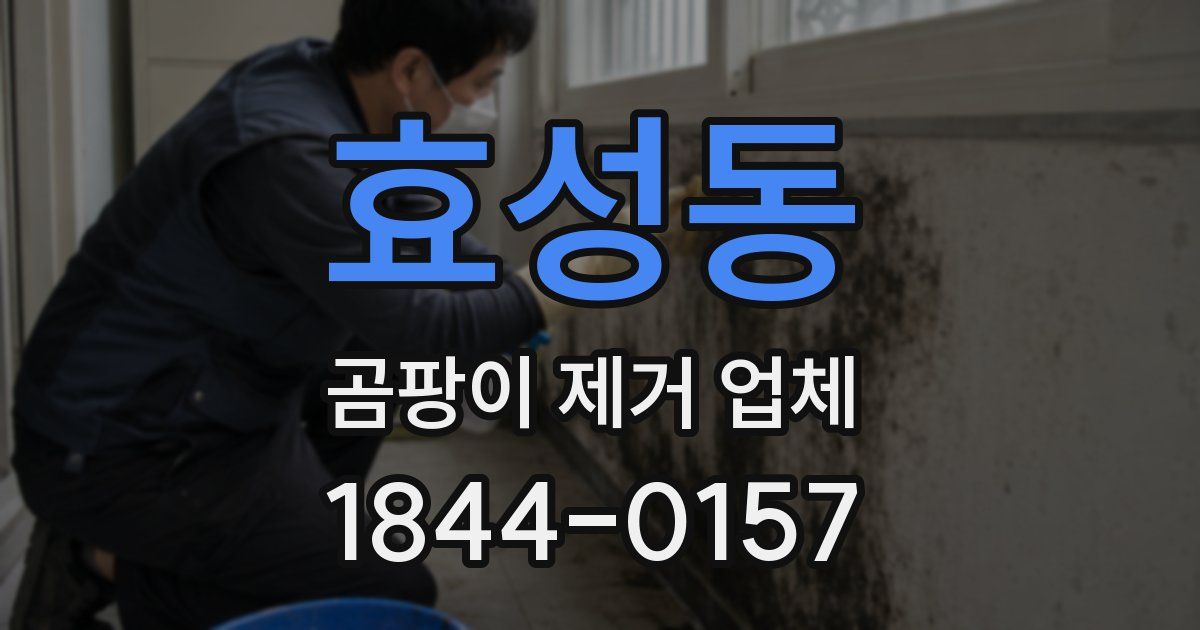 효성동 곰팡이 제거 업체