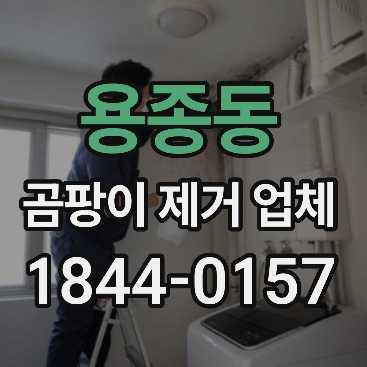 용종동 곰팡이 제거 업체
