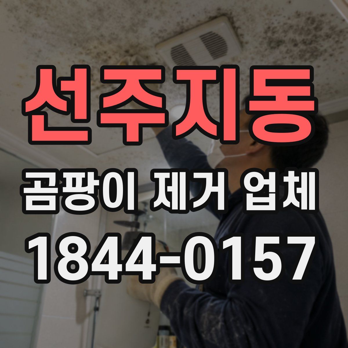 선주지동 곰팡이 제거 업체