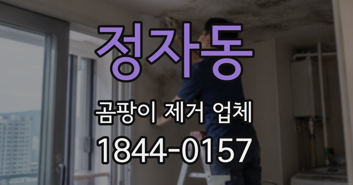 정자동 곰팡이 제거 업체