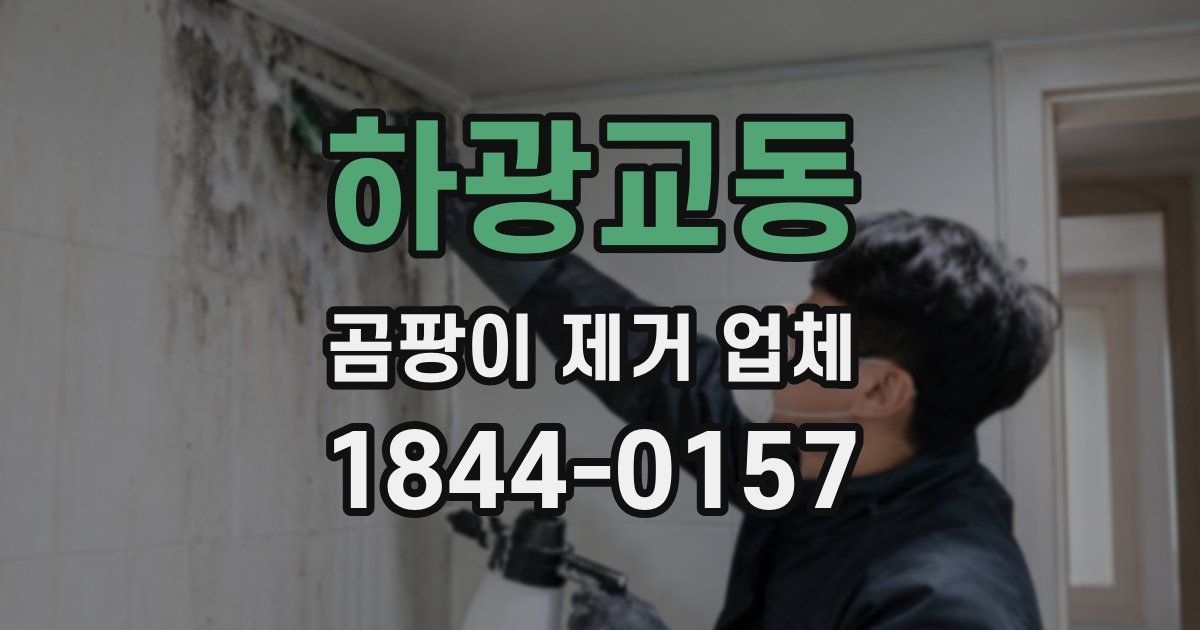 하광교동 곰팡이 제거 업체