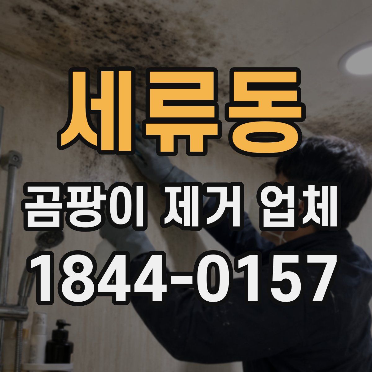 세류동 곰팡이 제거 업체