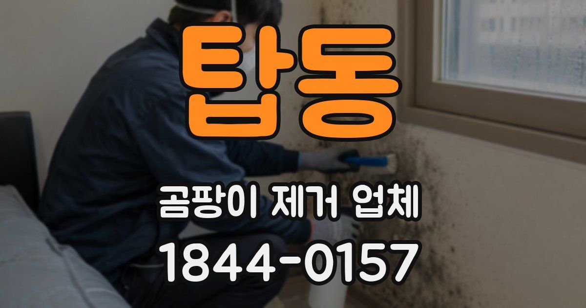 탑동 곰팡이 제거 업체