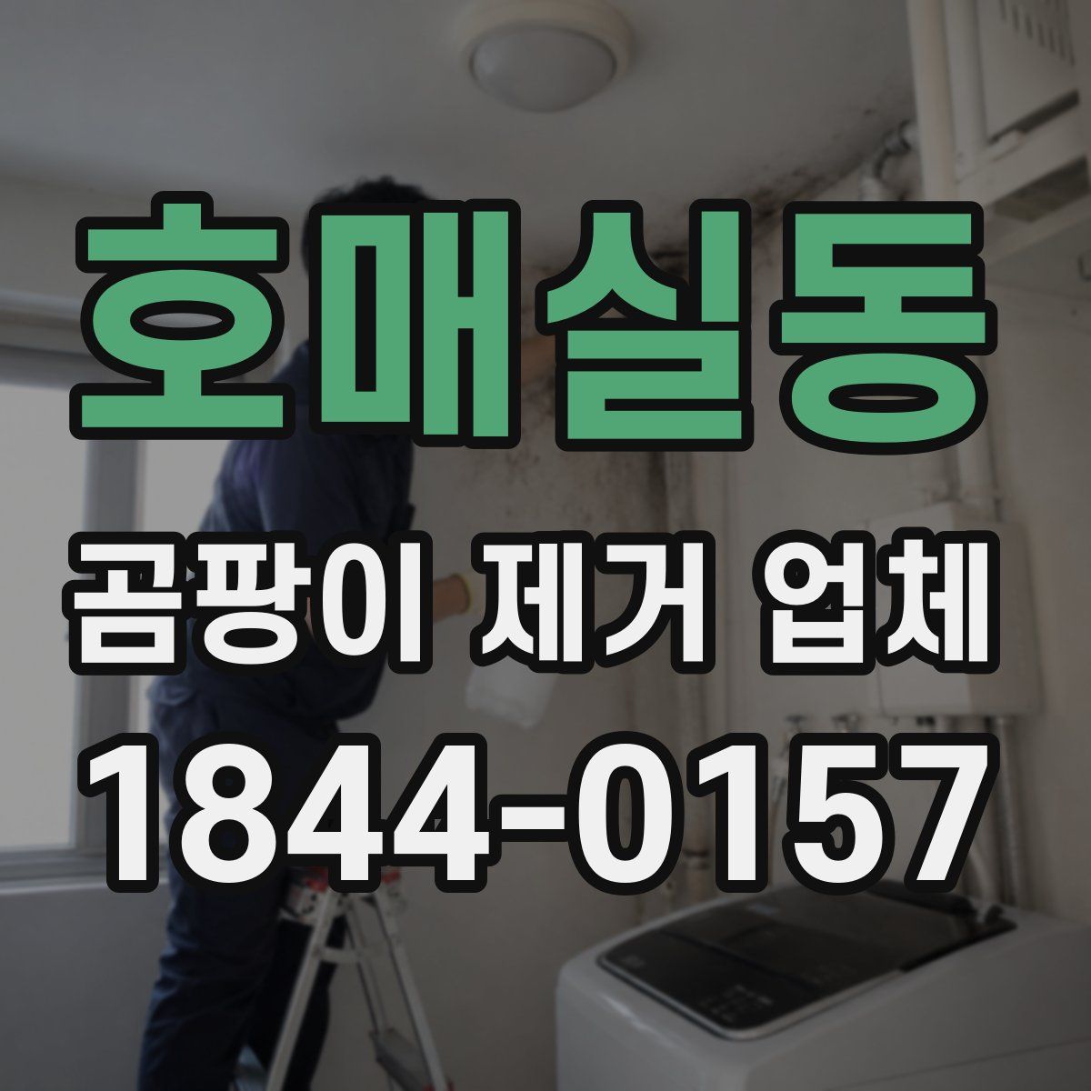 호매실동 곰팡이 제거 업체