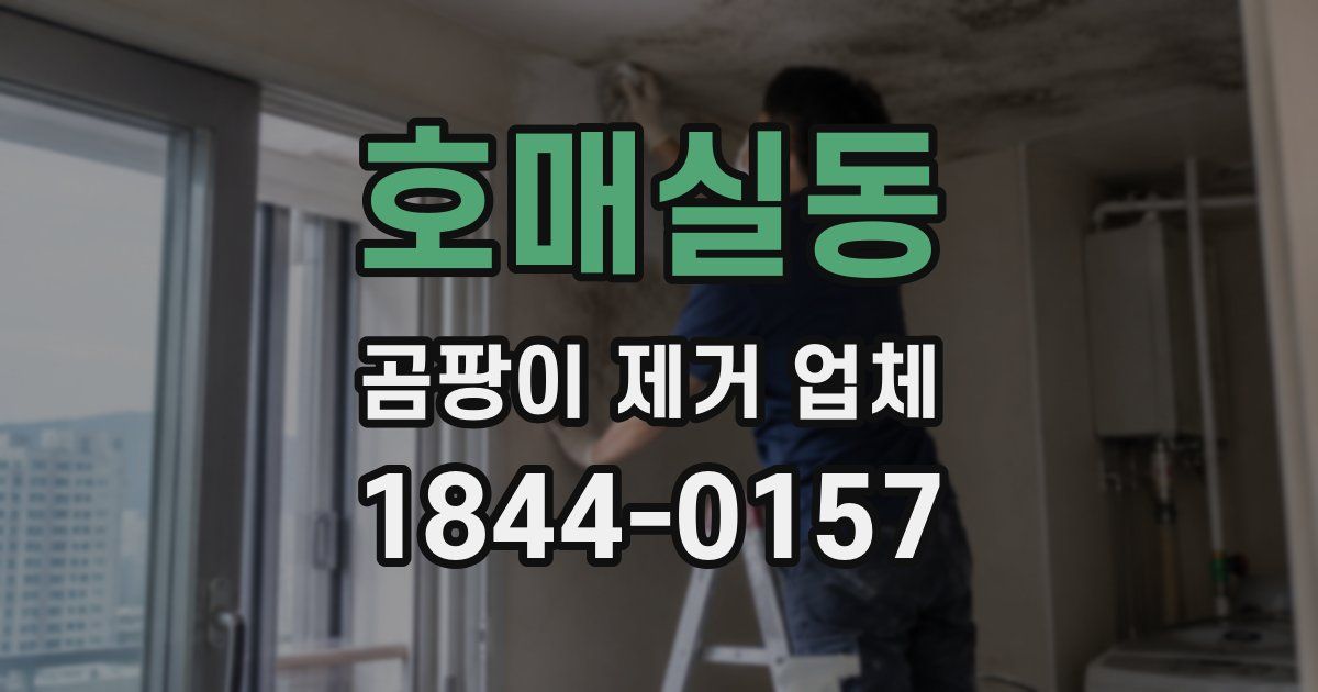 호매실동 곰팡이 제거 업체