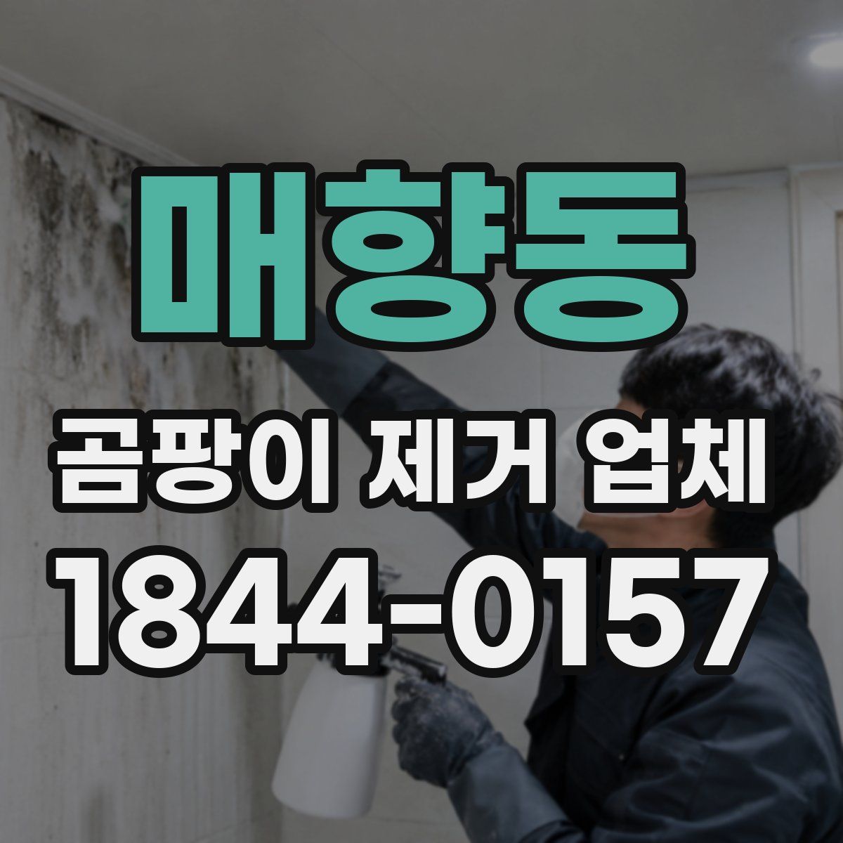 매향동 곰팡이 제거 업체