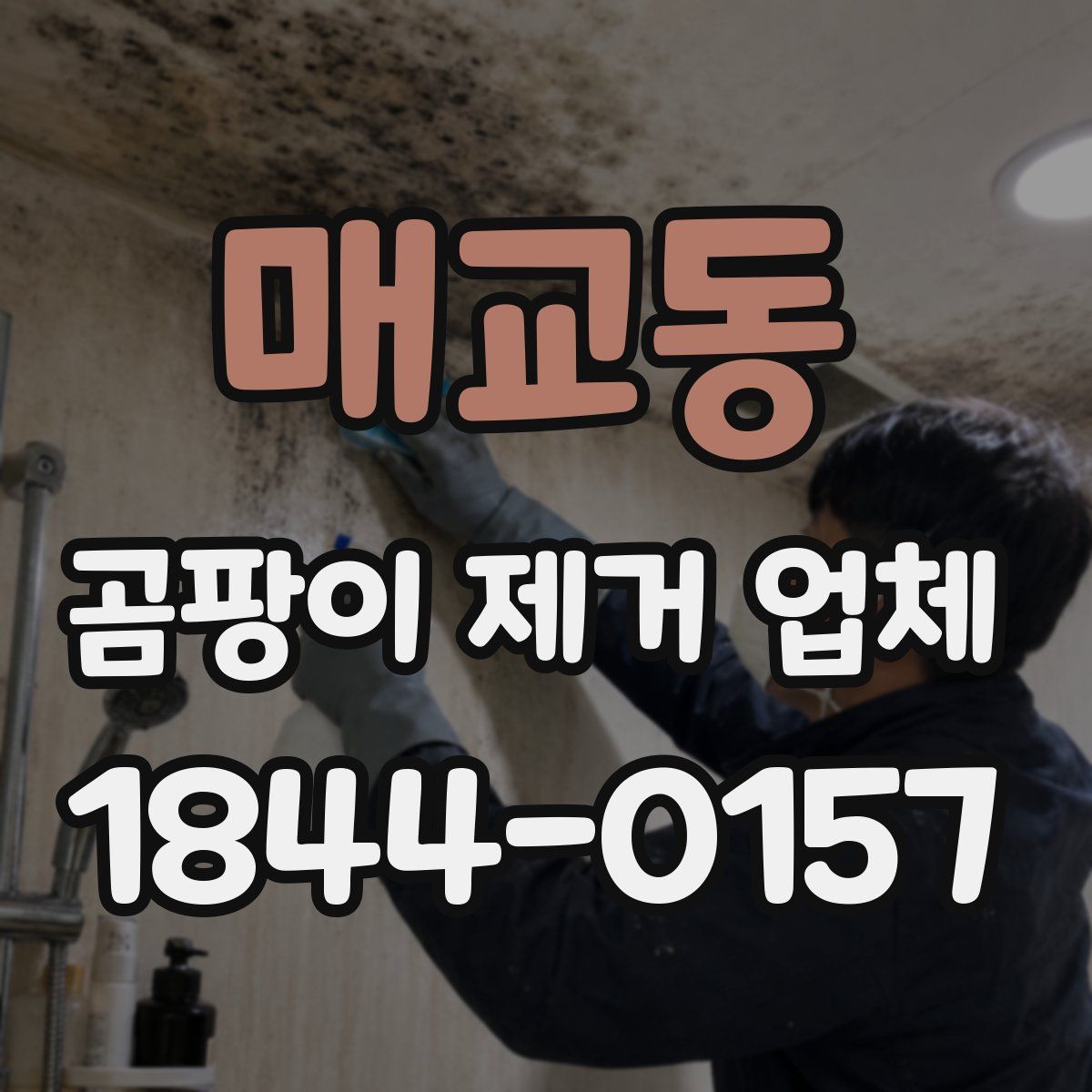 매교동 곰팡이 제거 업체