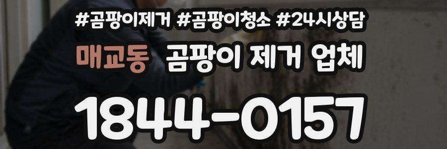 매교동 곰팡이 제거 업체