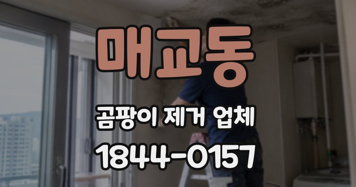 매교동 곰팡이 제거 업체