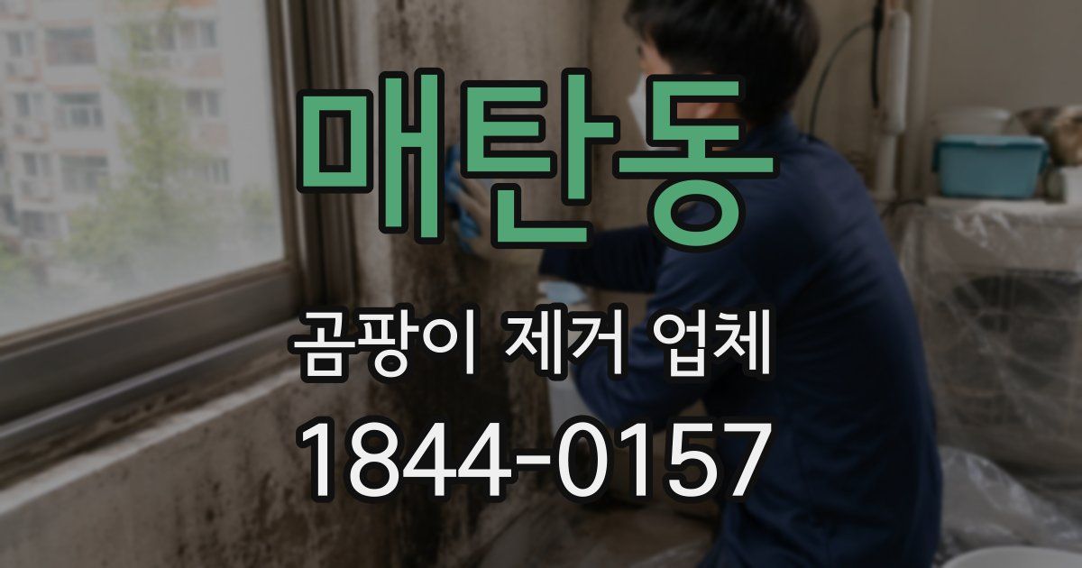매탄동 곰팡이 제거 업체