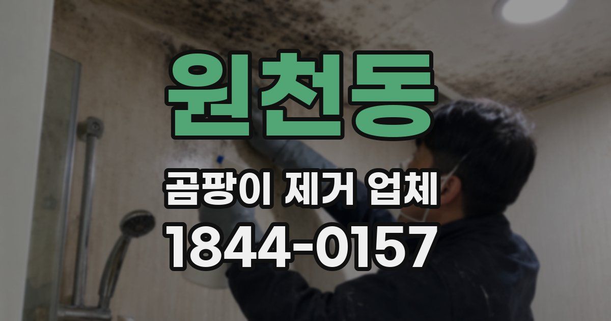 원천동 곰팡이 제거 업체