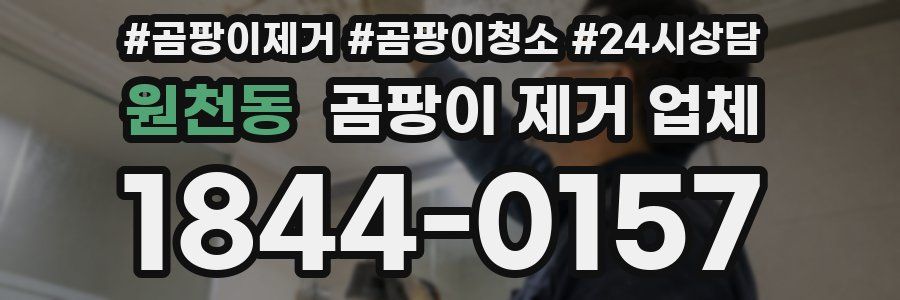 원천동 곰팡이 제거 업체