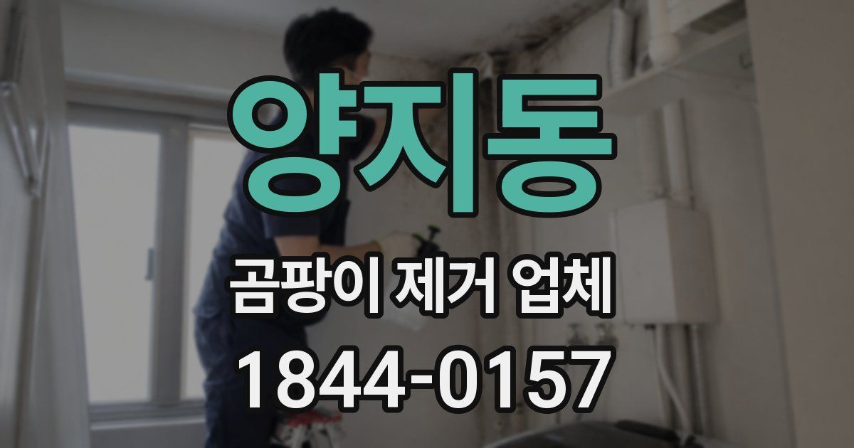 양지동 곰팡이 제거 업체