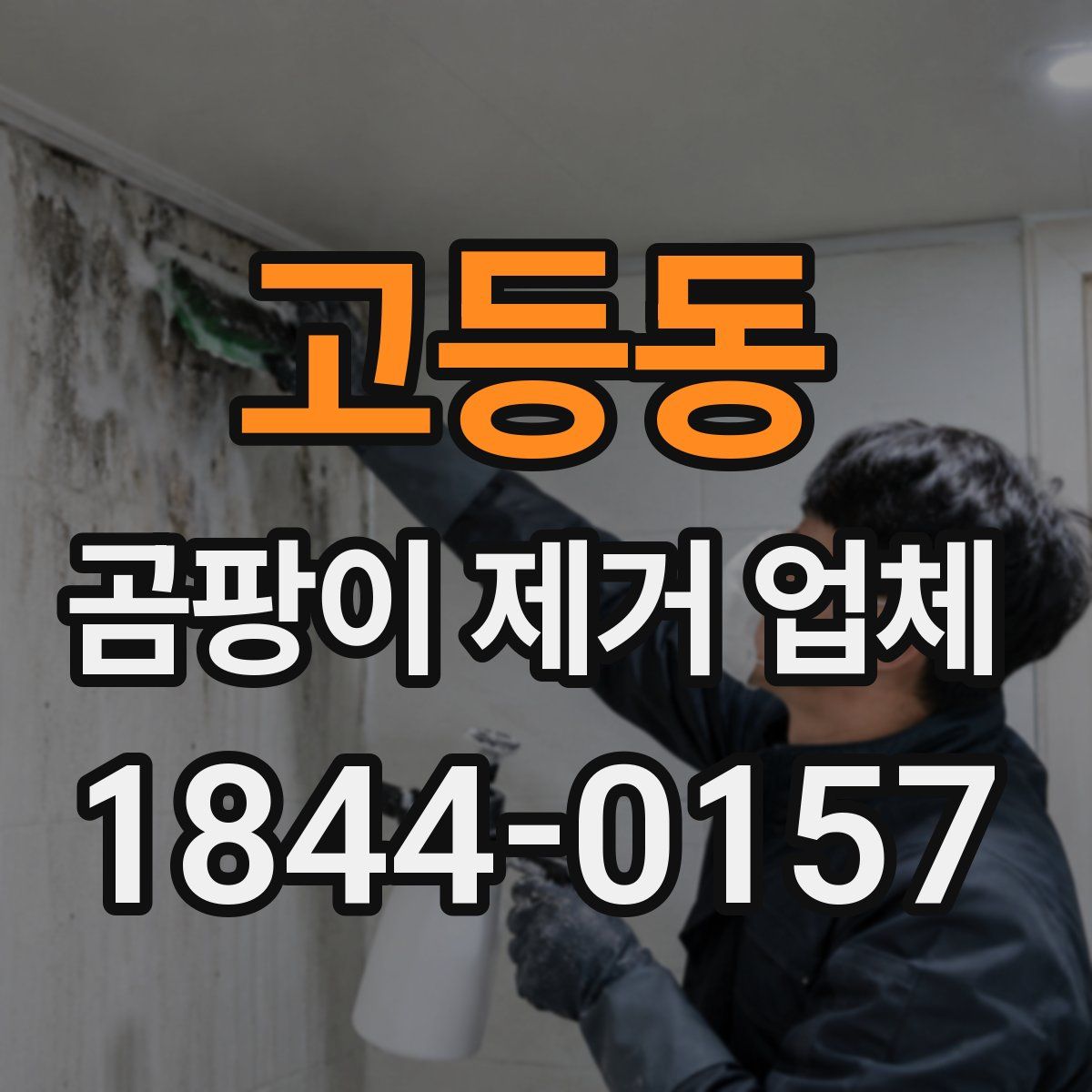 고등동 곰팡이 제거 업체