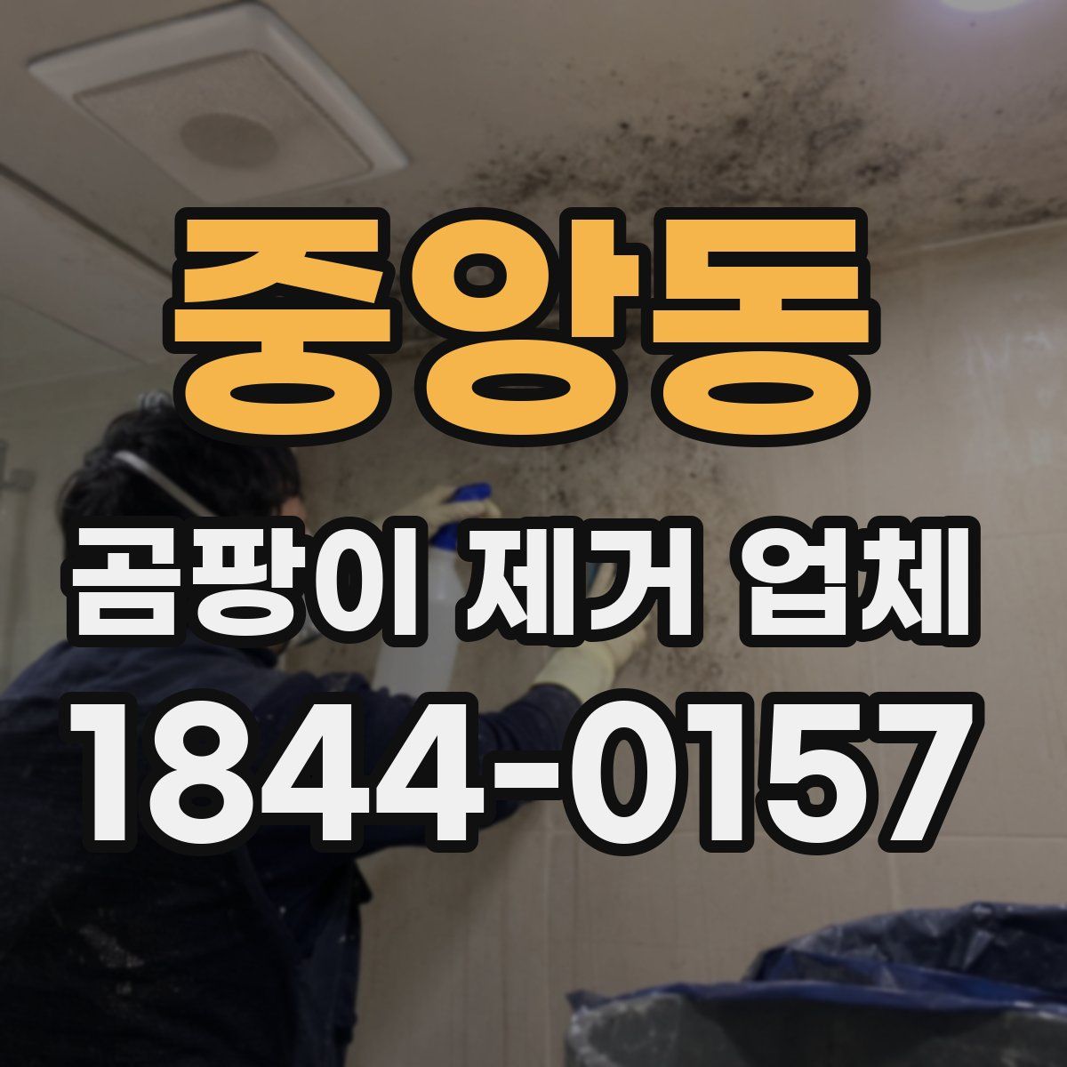 중앙동 곰팡이 제거 업체