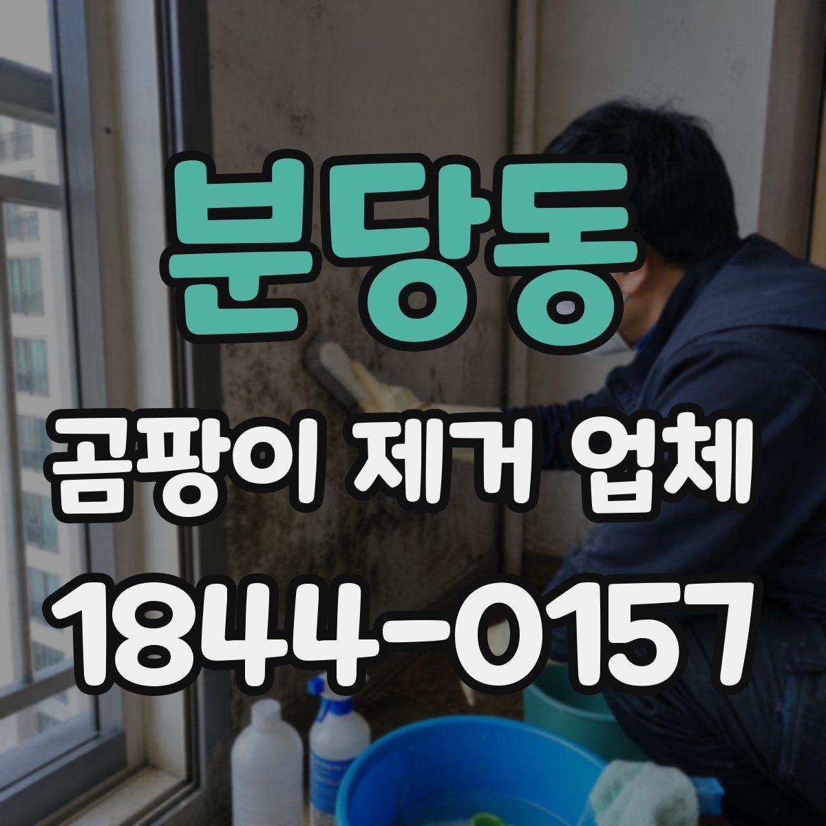 분당동 곰팡이 제거 업체